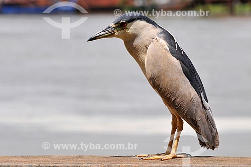  Detalhe de Socozinho (Butorides striata) às margens do Rio Tietê  - Barra Bonita - São Paulo (SP) - Brasil