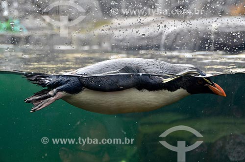  Pinguim-saltador-da-rocha (Eudyptes chrysocome) no Two Oceans Aquarium (Aquário Dois Oceanos)  - Cidade do Cabo - Província do Cabo Ocidental - África do Sul