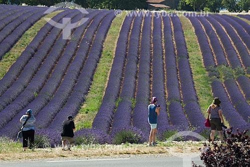  Turistas fotografando os campos de lavanda próximo à cidade de Valensole  - Valensole - Departamento de Alpes da Alta Provença - França