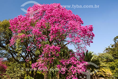  Ipê Rosa (Tabebuia heptaphylla) no Parque do Ibirapuera  - São Paulo - São Paulo (SP) - Brasil