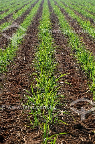  Plantação de cana-de-açúcar  - Planalto - São Paulo (SP) - Brasil