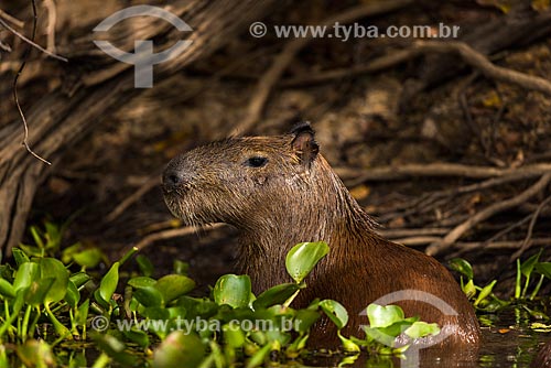  Detalhe de capivara (Hydrochoerus hydrochaeris)  - Poconé - Mato Grosso (MT) - Brasil