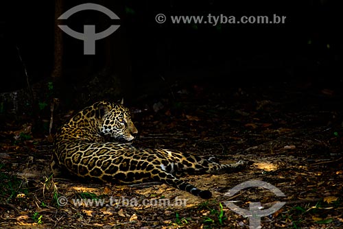  Onça pintada (Panthera onca) no Pantanal  - Mato Grosso (MT) - Brasil