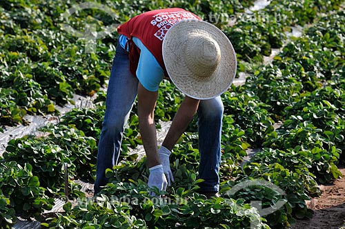  Trabalhador rural colhendo morangos em meio a plantação de morangos irrigado  - Urânia - São Paulo (SP) - Brasil