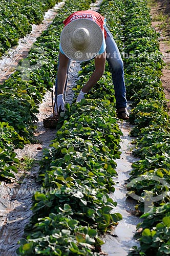  Trabalhador rural colhendo morangos em meio a plantação de morangos irrigado  - Urânia - São Paulo (SP) - Brasil