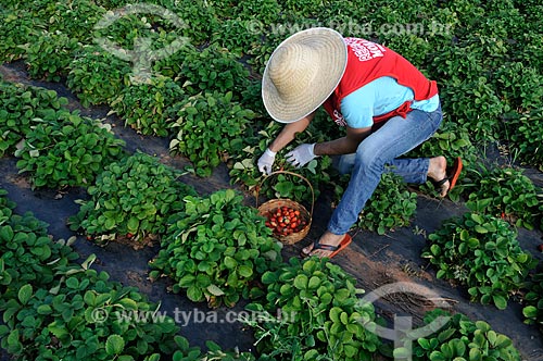  Trabalhador rural colhendo morangos em meio a plantação de morangos irrigado  - Urânia - São Paulo (SP) - Brasil