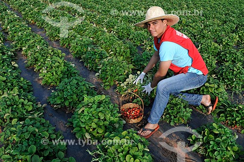  Trabalhador rural colhendo morangos em meio a plantação de morangos irrigado  - Urânia - São Paulo (SP) - Brasil