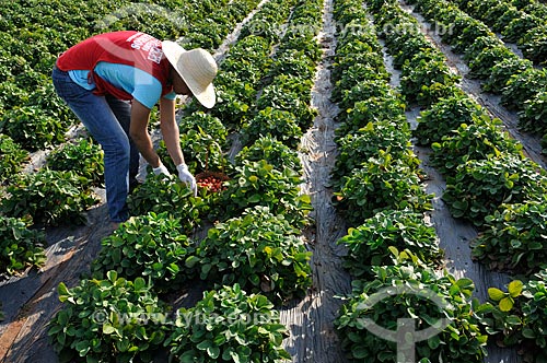  Trabalhador rural colhendo morangos em meio a plantação de morangos irrigado  - Urânia - São Paulo (SP) - Brasil