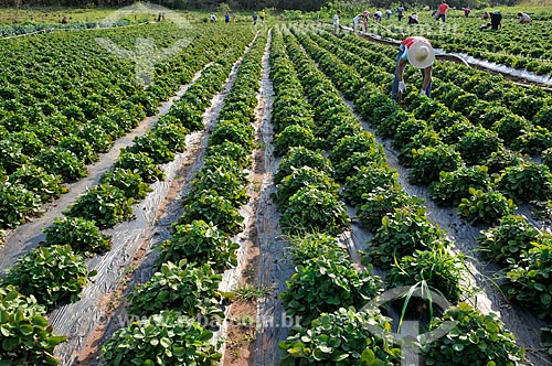  Plantação de Morangos  - Urânia - São Paulo (SP) - Brasil