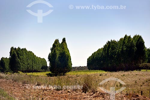  Plantação de eucaliptos  - Planaltina - Goiás (GO) - Brasil