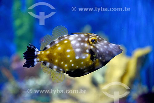  Detalhe de peixe ornamental no AquaRio - aquário marinho da cidade do Rio de Janeiro  - Rio de Janeiro - Rio de Janeiro (RJ) - Brasil