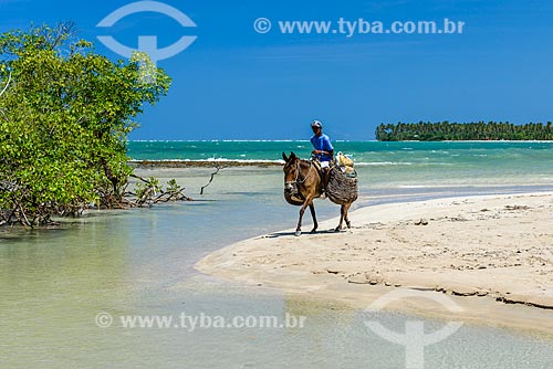  Cavalo na orla da Praia de Bainema  - Cairu - Bahia (BA) - Brasil