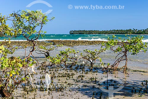  Manguezal na orla da Praia de Bainema  - Cairu - Bahia (BA) - Brasil