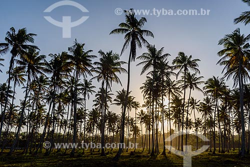  Pôr do sol na orla da Praia da Cueira  - Cairu - Bahia (BA) - Brasil