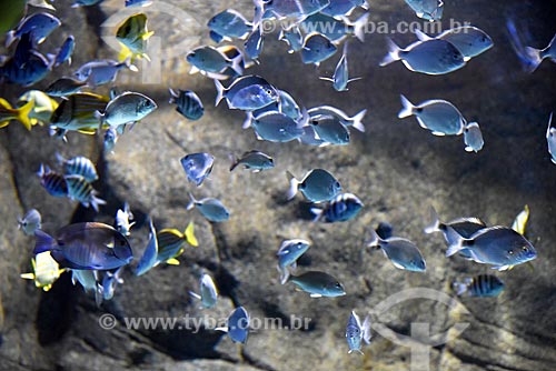  Detalhe de cardume no AquaRio - aquário marinho da cidade do Rio de Janeiro  - Rio de Janeiro - Rio de Janeiro (RJ) - Brasil