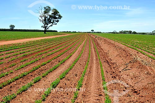  Vista geral de plantação de amendoim (Arachis hypogaea)  - Barretos - São Paulo (SP) - Brasil