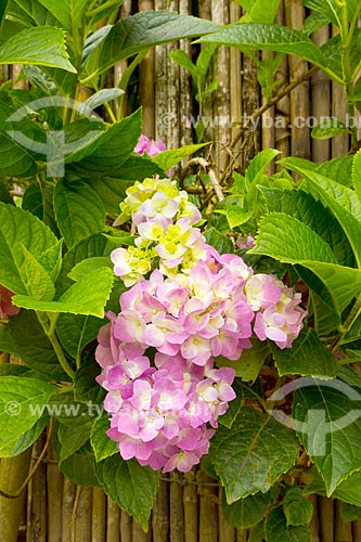  Detalhe de hortênsias (Hydrangea macrophylla) em jardim  - Guarani - Minas Gerais (MG) - Brasil