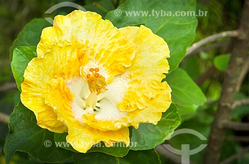  Detalhe de flor do hibisco amarelo (Hibiscus brackenridgei)  - Guarani - Minas Gerais (MG) - Brasil