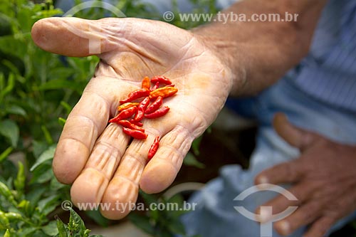  Detalhe de mão de agricultor com pimentas-malagueta  - Guarani - Minas Gerais (MG) - Brasil