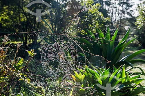  Detalhe de teia de aranha na zona rural do distrito de Visconde de Mauá  - Resende - Rio de Janeiro (RJ) - Brasil