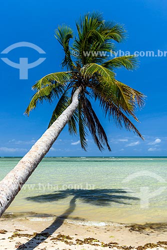  Coqueiro na orla da Praia de Moreré  - Cairu - Bahia (BA) - Brasil