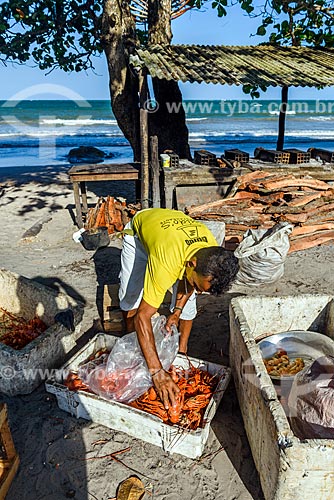  Homem separando lagosta na orla da Praia da Cueira  - Cairu - Bahia (BA) - Brasil