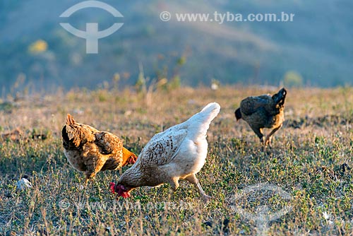  Detalhe de galinha caipira (Gallus gallus domesticus)  - São Roque de Minas - Minas Gerais (MG) - Brasil