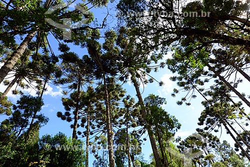  Araucárias (Araucaria angustifolia) no Vale do Paraíba  - Campos do Jordão - São Paulo (SP) - Brasil