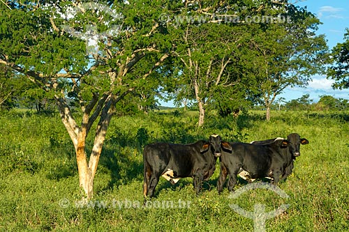  Gado no pasto de fazenda  - Montes Claros - Minas Gerais (MG) - Brasil