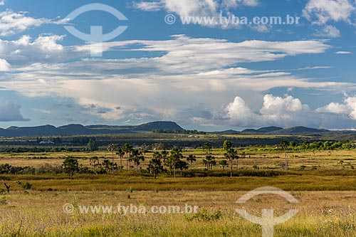  Vista de vegetação típica do cerrado na Chapada dos Veadeiros  - Alto Paraíso de Goiás - Goiás (GO) - Brasil