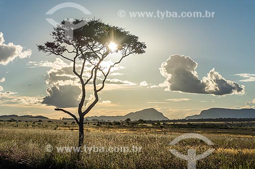  Vista de vegetação típica do cerrado na Chapada dos Veadeiros durante o pôr do sol  - Alto Paraíso de Goiás - Goiás (GO) - Brasil