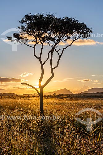  Vista de vegetação típica do cerrado na Chapada dos Veadeiros durante o pôr do sol  - Alto Paraíso de Goiás - Goiás (GO) - Brasil