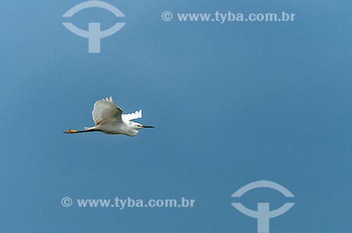  Detalhe de garça-branca-pequena (Egretta thula) - também conhecida como garça-pequena ou garcinha - voando  - Paraná (PR) - Brasil