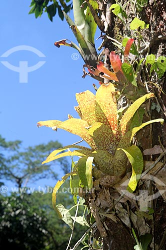  Detalhe de bromélia em tronco de árvore no Parque Nacional da Tijuca  - Rio de Janeiro - Rio de Janeiro (RJ) - Brasil