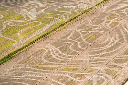  Plantação de arroz  - Rio Grande - Rio Grande do Sul (RS) - Brasil