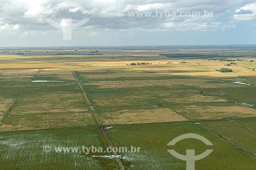  Plantação de arroz  - Rio Grande - Rio Grande do Sul (RS) - Brasil