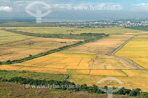  Plantação de arroz  - Eldorado do Sul - Rio Grande do Sul (RS) - Brasil