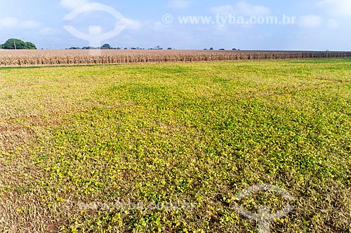  Plantação de feijão com milharal no fundo  - Guaíra - São Paulo (SP) - Brasil