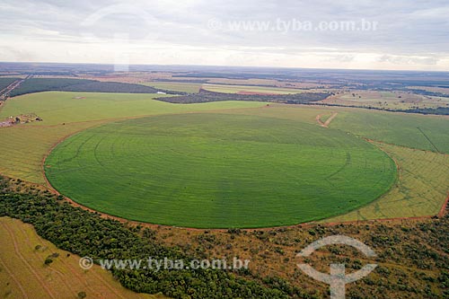  Foto feita com drone de plantação de milho irrigadas com pivô central  - Uberlândia - Minas Gerais (MG) - Brasil