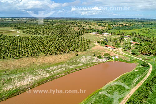  Foto feita com drone de plantação de coco anão irrigada pelo Rio São Francisco  - Pacatuba - Sergipe (SE) - Brasil