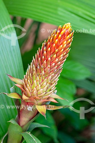  Detalhe de flor de bromélia no Parque das Aves  - Foz do Iguaçu - Paraná (PR) - Brasil