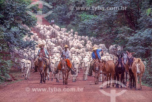  Boiadeiros conduzindo o gado na Pantanal - década de 90  - Mato Grosso (MT) - Brasil