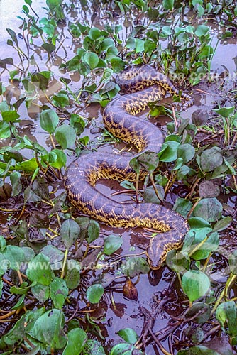  Detalhe de sucuri (Eunectes murinus) no Pantanal - década de 90  - Mato Grosso (MT) - Brasil