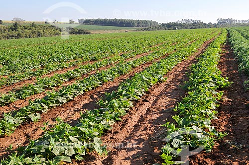  Plantação de pepino  - José Bonifácio - São Paulo (SP) - Brasil