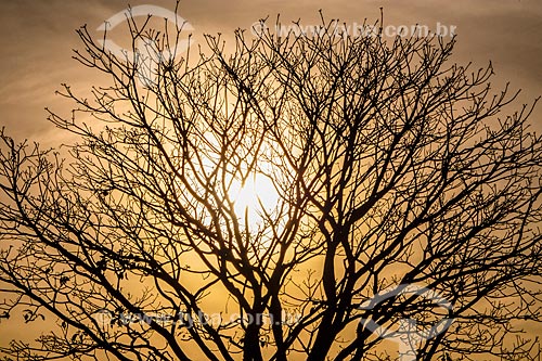  Silhueta de árvore seca durante o pôr do sol  - Ribeirão Preto - São Paulo (SP) - Brasil