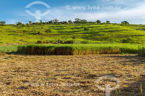  Canavial em fase de corte  - Guarani - Minas Gerais (MG) - Brasil