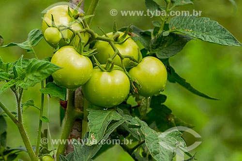  Plantação de tomate  - Guarani - Minas Gerais (MG) - Brasil