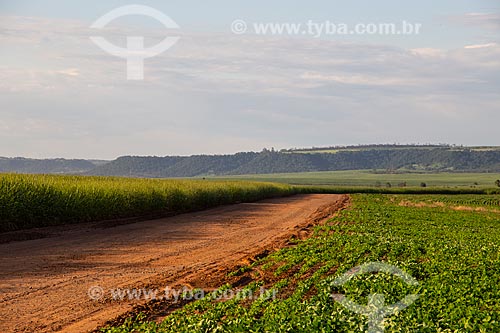  Paisagem com plantação de cana, soja e cuesta da Serra de Itaqueri ao fundo  - Santa Maria da Serra - São Paulo (SP) - Brasil