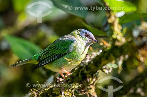  Saí-azul (Dacnis cayana) fêmea - na Área de Proteção Ambiental da Serrinha do Alambari  - Resende - Rio de Janeiro (RJ) - Brasil