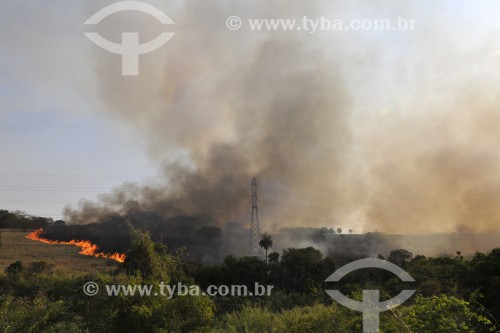 Incêndio em mata nativa - Antiga área do IPA (Instituto Penal Agrí­cola) - São José do Rio Preto - São Paulo (SP) - Brasil